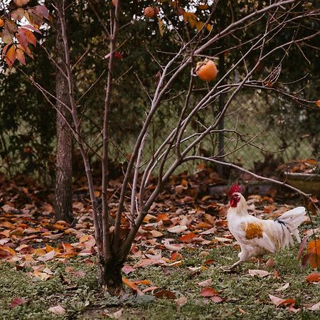 Locanda Acetaia Malagoli Daniele Castelfranco Emilia Zewnętrze zdjęcie